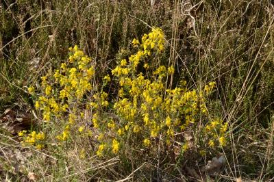 <i>Genista anglica</i>