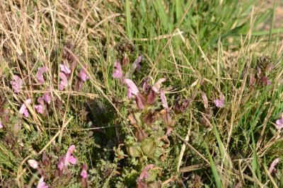 <i>Pedicularis sylvatica</i>