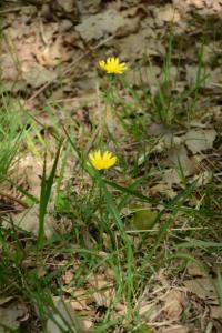 <i>Scorzonera humilis</i>