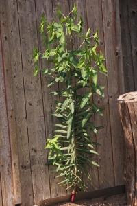 <i>Euphorbia lathyris</i>