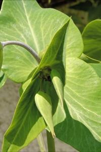 <i>Euphorbia lathyris</i>