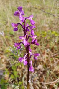 <i>Anacamptis morio</i>
