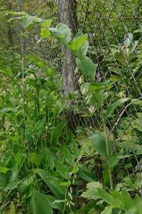 <i>Polygonatum multiflorum</i>
