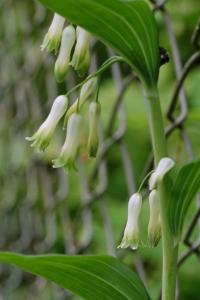 <i>Polygonatum multiflorum</i>
