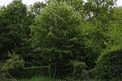 <i>Torminalis glaberrima</i>