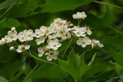 <i>Torminalis glaberrima</i>