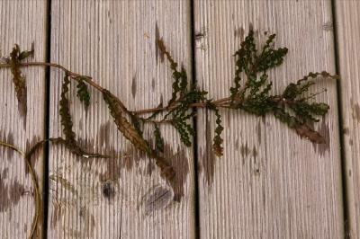 <i>Potamogeton crispus</i>