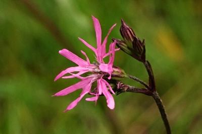<i>Lychnis flos-cuculi</i>