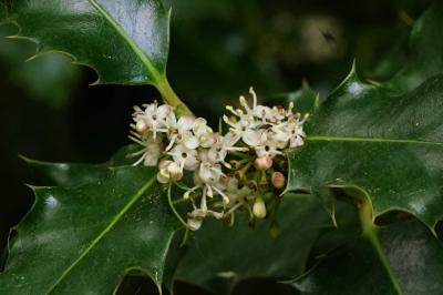 <i>Ilex aquifolium</i>