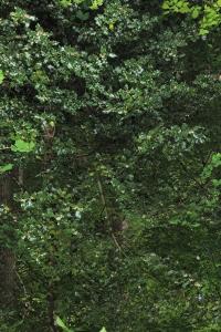 <i>Ilex aquifolium</i>