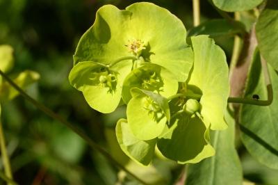 Euphorbiaceae