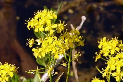 <i>Rorippa amphibia</i>