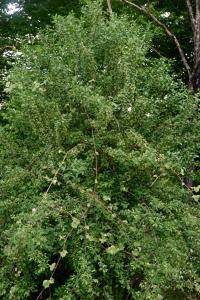 <i>Euonymus europaeus</i>