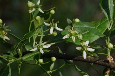<i>Euonymus europaeus</i>
