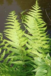 <i>Dryopteris filix-mas</i>