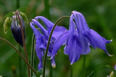 <i>Aquilegia vulgaris</i>
