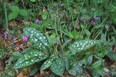 <i>Pulmonaria affinis</i>