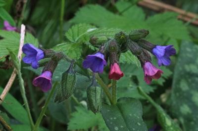 <i>Pulmonaria affinis</i>