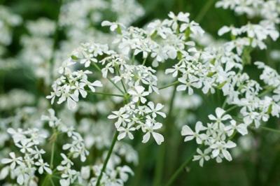 <i>Anthriscus sylvestris</i>