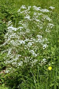 <i>Anthriscus sylvestris</i>