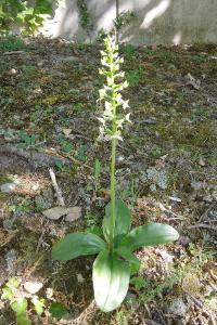 <i>Platanthera chlorantha</i>