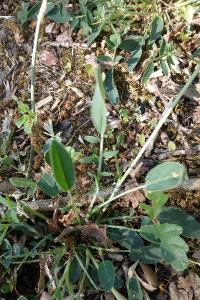 <i>Anthyllis vulneraria</i>