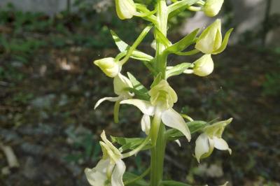 <i>Platanthera chlorantha</i>
