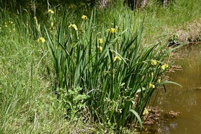 <i>Iris pseudacorus</i>