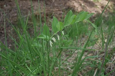 <i>Polygonatum multiflorum</i>