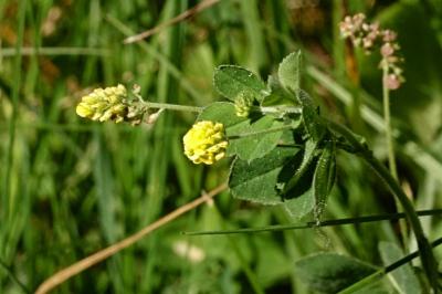 <i>Medicago lupulina</i>
