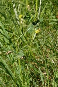 <i>Medicago lupulina</i>