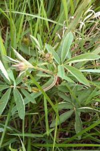 <i>Comarum palustre</i>