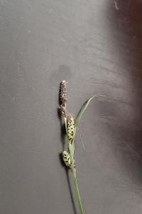 <i>Carex nigra</i>