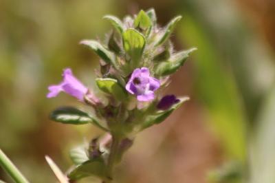 <i>Ziziphora acinos</i>