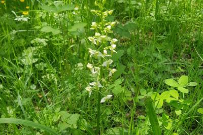 <i>Platanthera chlorantha</i>
