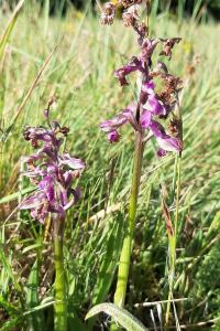 <i>Anacamptis morio</i>