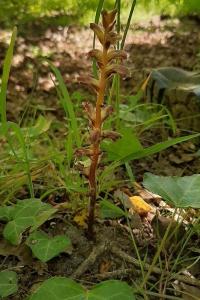 <i>Orobanche minor</i>