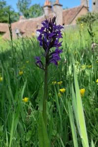 <i>Orchis mascula</i>