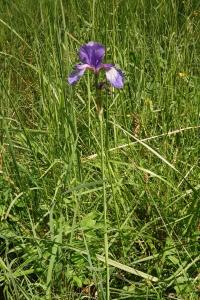 <i>Iris sibirica</i>