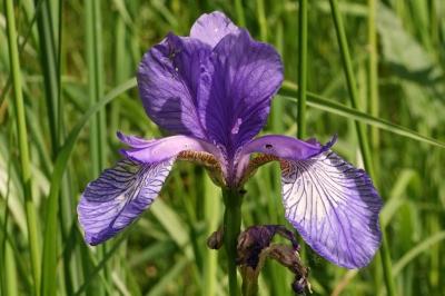 <i>Iris sibirica</i>