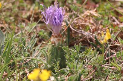 <i>Carthamus mitissimus</i>