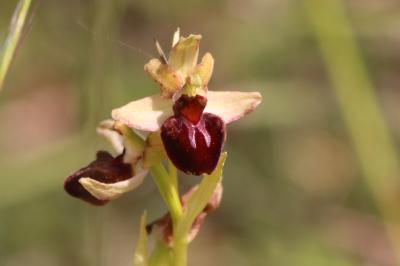 <i>Ophrys aranifera</i>
