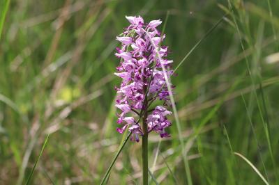 <i>Orchis simia</i>