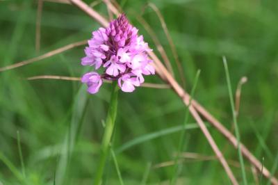 <i>Anacamptis pyramidalis</i>