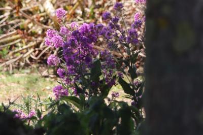 <i>Hesperis matronalis</i>