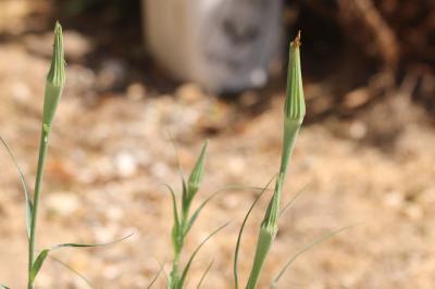 <i>Tragopogon dubius</i>