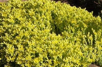 <i>Sedum acre</i>