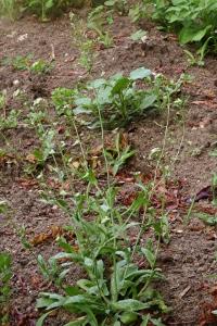 <i>Capsella bursa-pastoris</i>