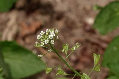<i>Capsella bursa-pastoris</i>