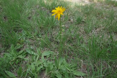 <i>Arnica montana</i>